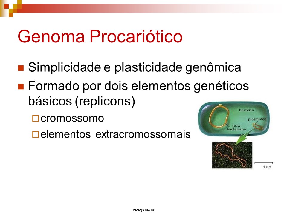 Organização gênica e regulação da expressão em procariotos slide 3