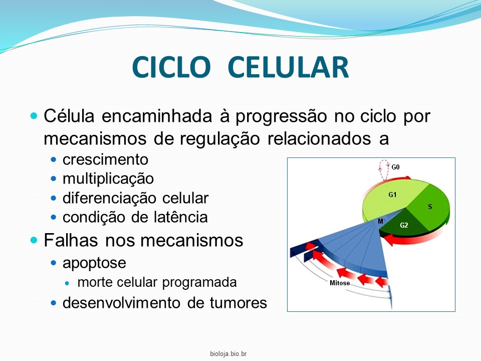 Controle e regulação do ciclo celular slide 3