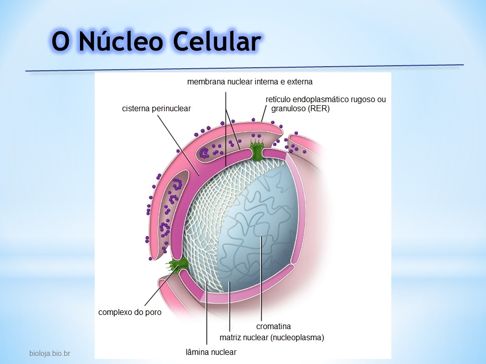 Núcleo celular slide 3