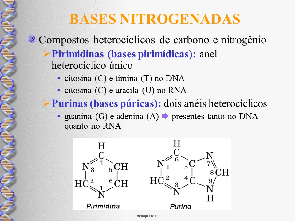 Estrutura e função dos ácidos nucleicos slide 3