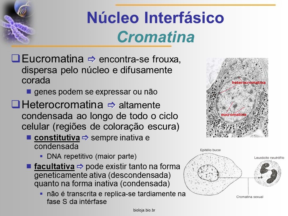 Estrutura e funcionamento do cromossomo eucariótico slide 3