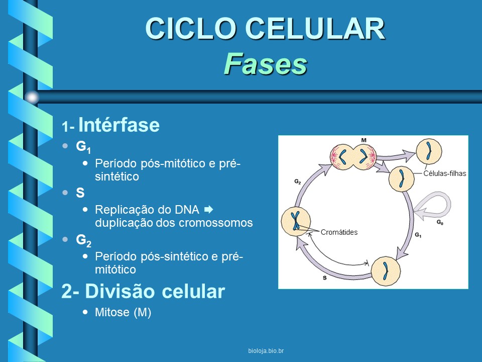 Ciclo celular slide 3