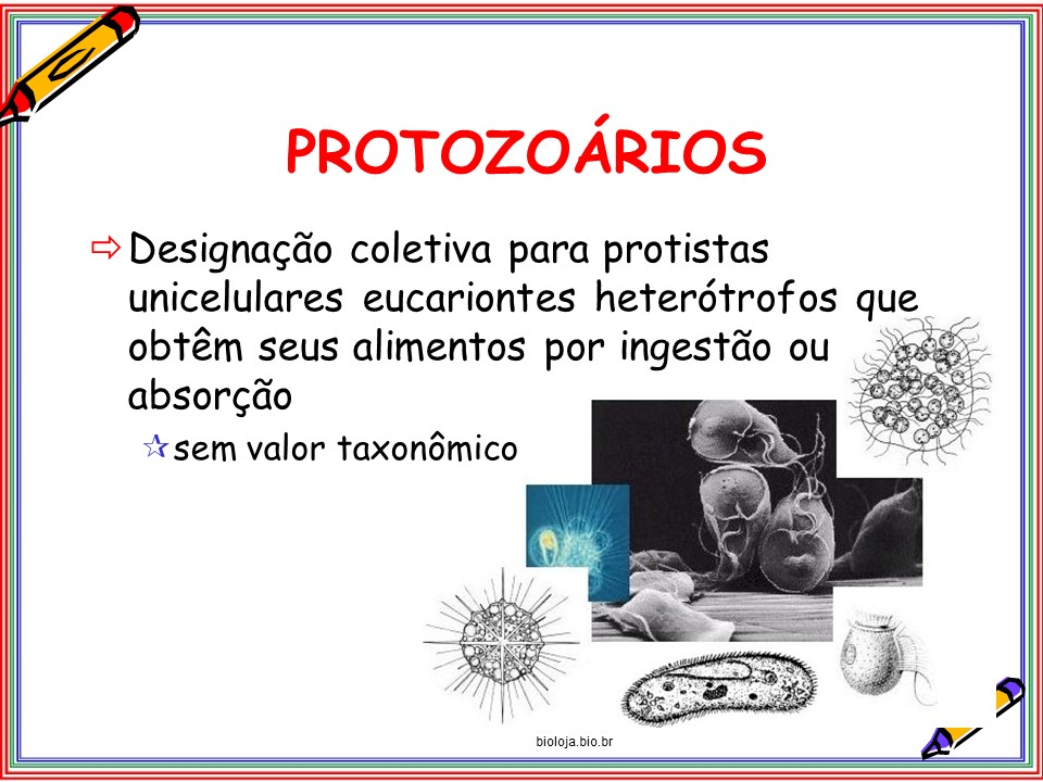 Protozoários slide 3