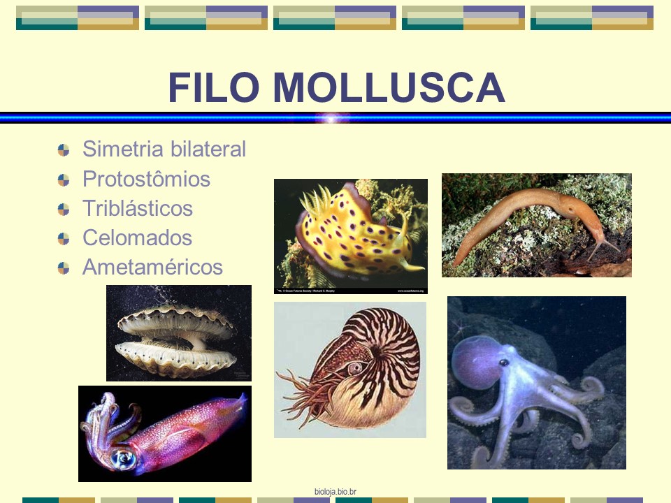 Moluscos slide 3