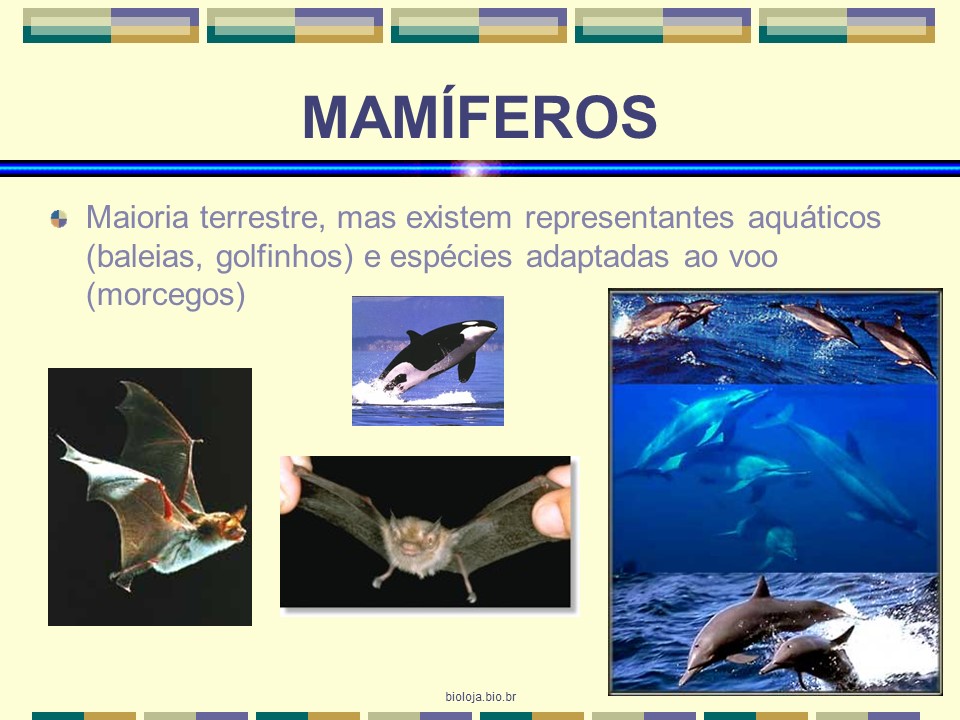 Mamíferos slide 4