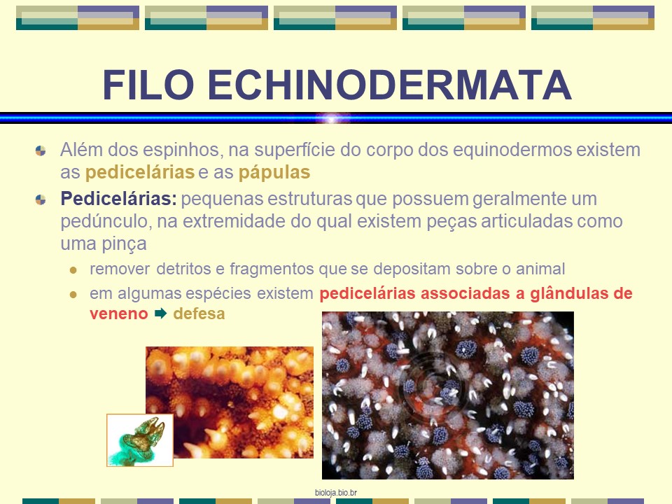 Equinodermos slide 4