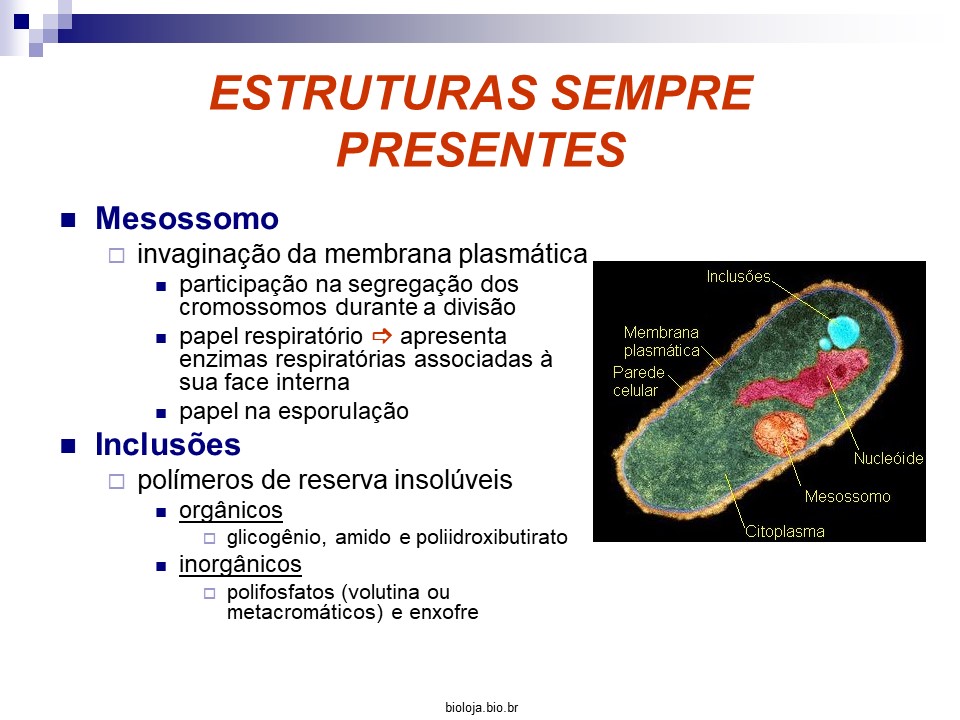 Bactérias slide 4