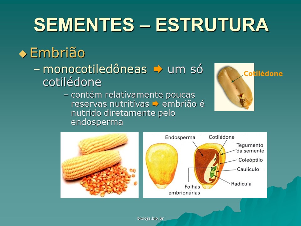 Morfologia interna das plantas (histologia vegetal) slide 4