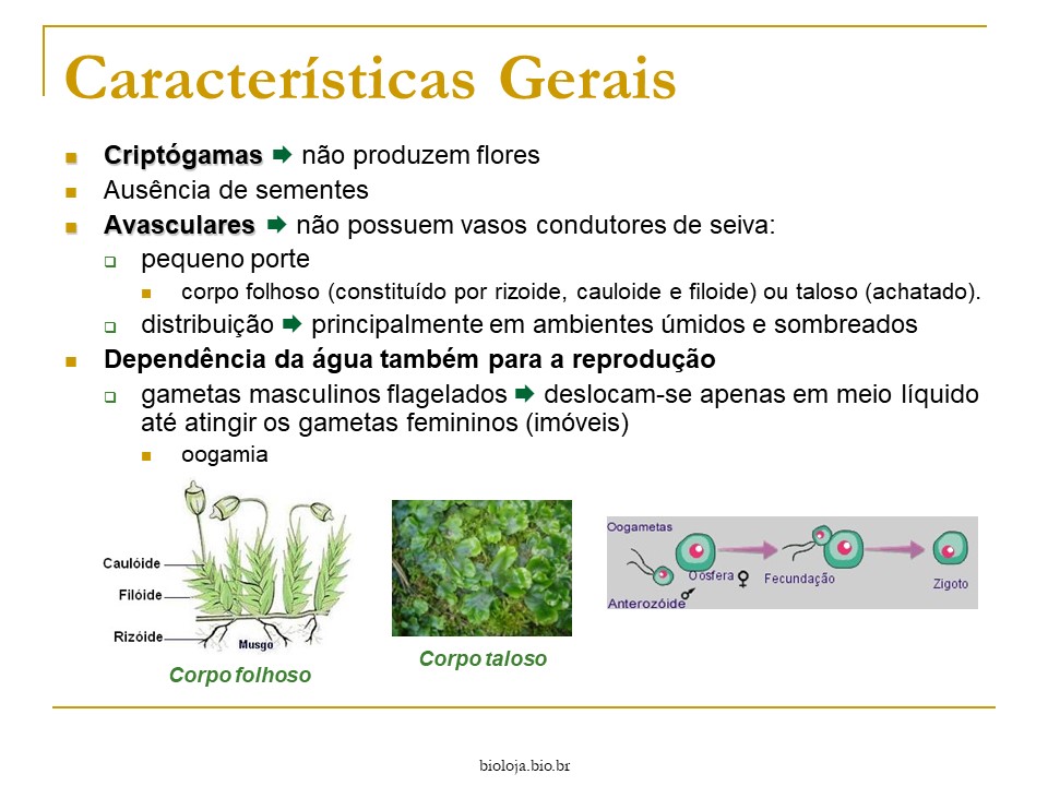 Briófitas e Pteridófitas slide 4