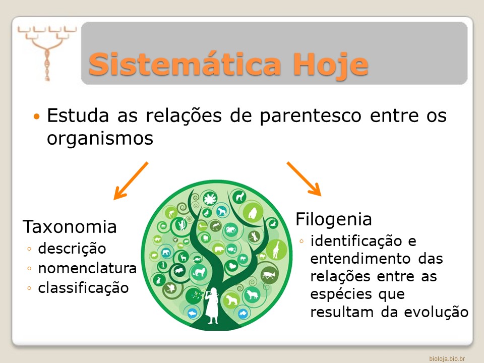 Métodos de reconstrução filogenética slide 4