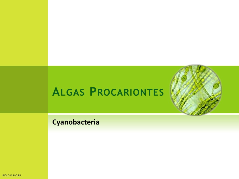 Algas slide 4