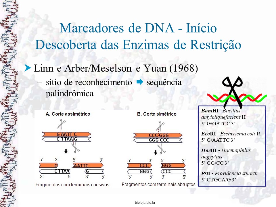Impressões digitais do DNA (DNA fingerprinting) slide 4