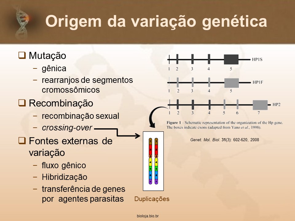 Origem e Manutenção da Diversidade Genética slide 4