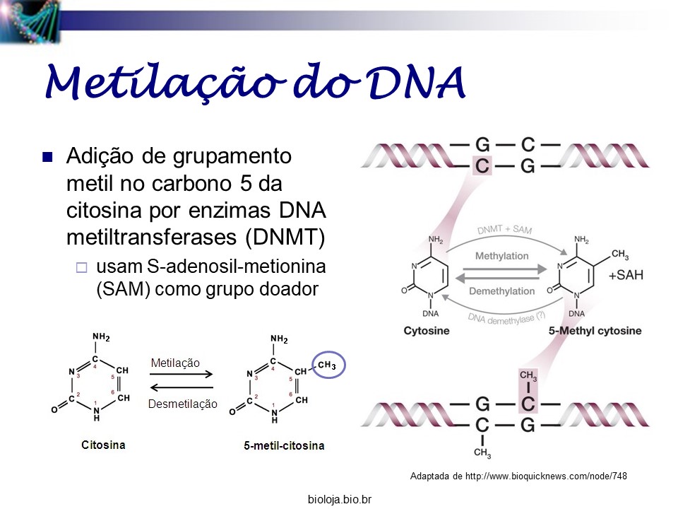 Herança epigenética slide 4