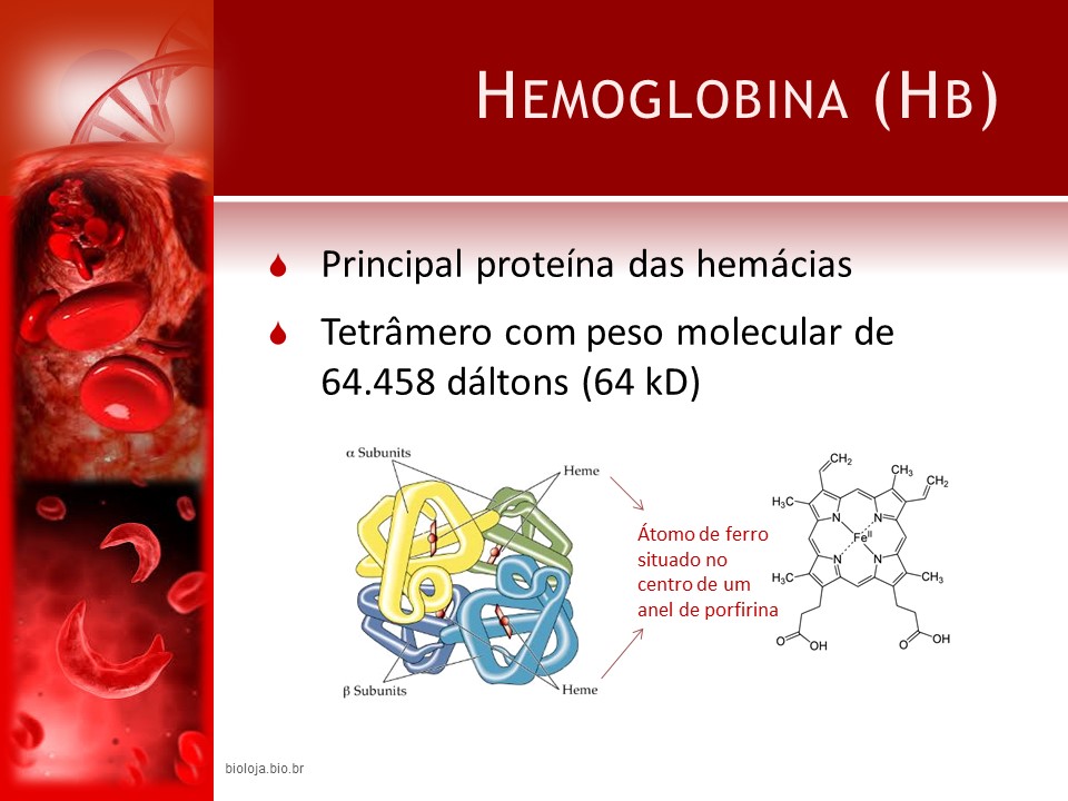 Hemoglobinas e hemoglobinopatias slide 4