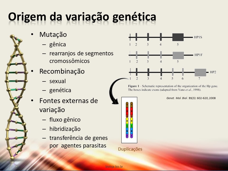 Mecanismos de recombinação genética slide 4