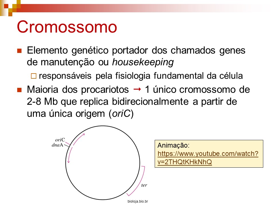 Organização gênica e regulação da expressão em procariotos slide 4