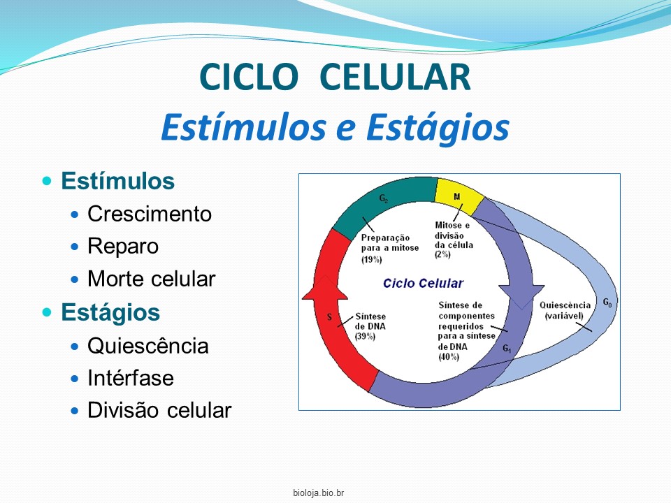Controle e regulação do ciclo celular slide 4