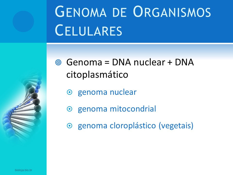 Decifrando o Genoma slide 4