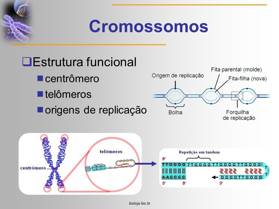 Estrutura e funcionamento do cromossomo eucariótico slide 4