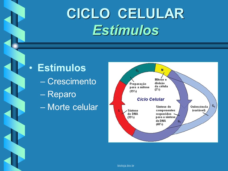 Ciclo celular slide 4
