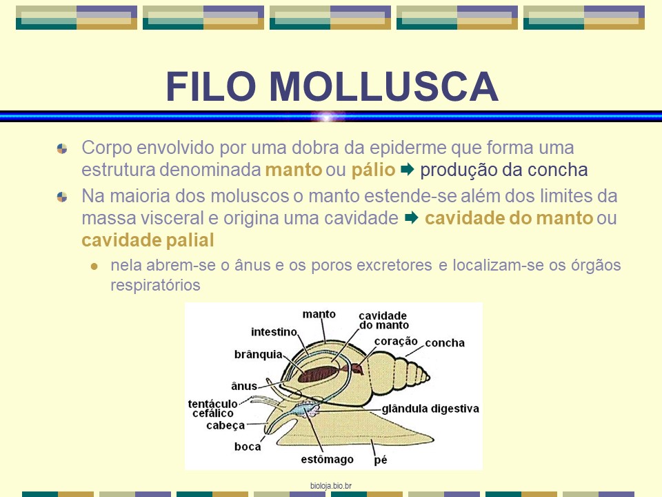 Moluscos slide 4