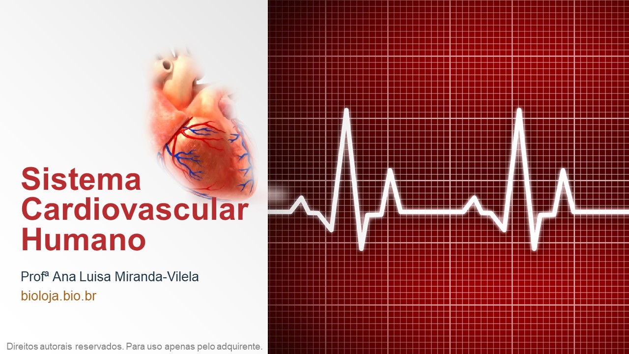 Sistema cardiovascular humano slide 0