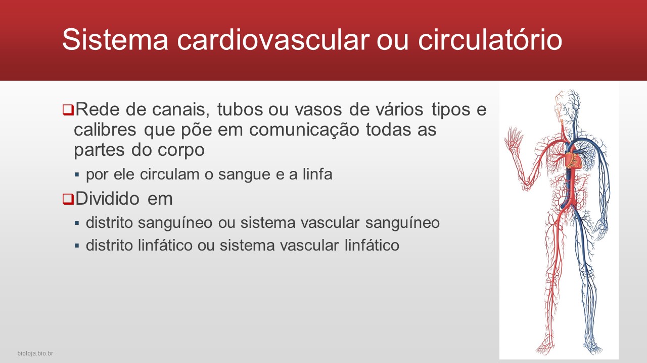 Sistema cardiovascular humano slide 1