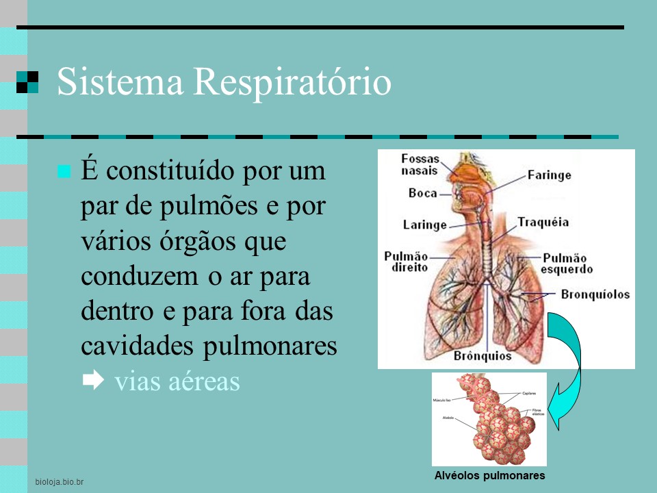 Sistema respiratório humano slide 1