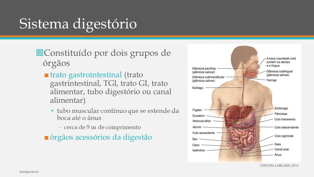 Sistema digestório humano (BRINDE: Colesterol) slide 1