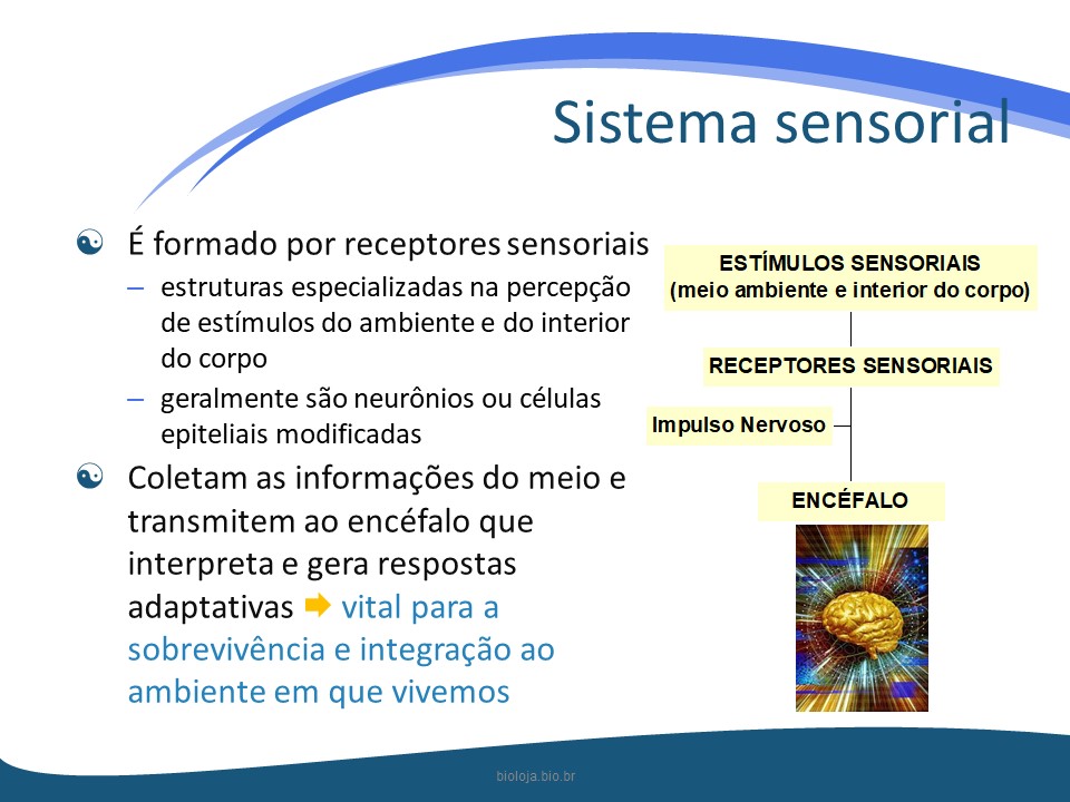Sistema sensorial slide 1