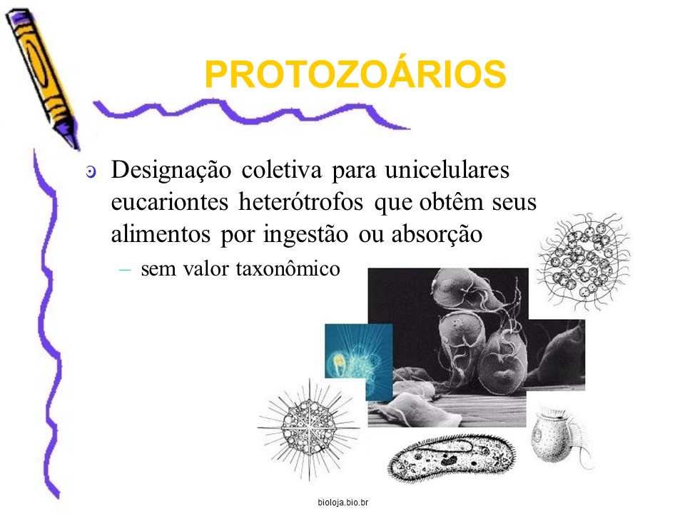 Protozoários e protozooses slide 2