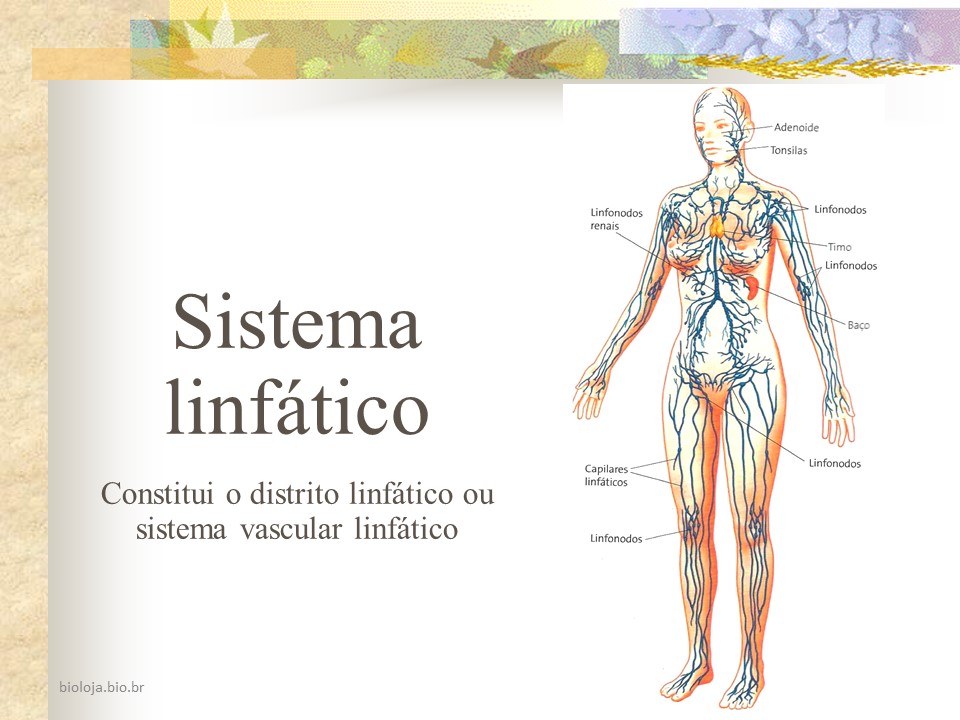 Sistemas linfático e imunitário slide 1