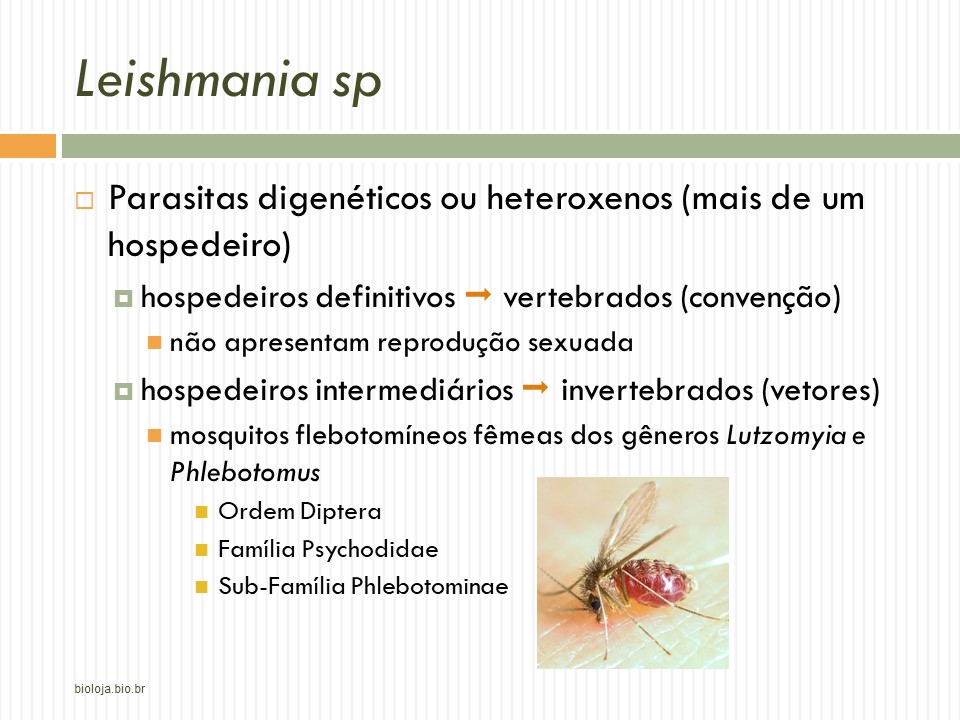 Leishmaniose slide 2