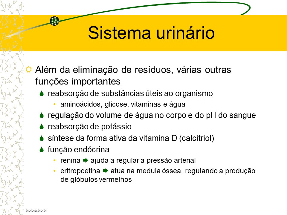 Sistema urinário slide 2
