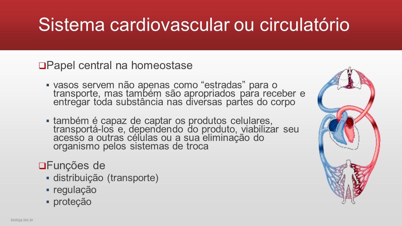 Sistema cardiovascular humano slide 2