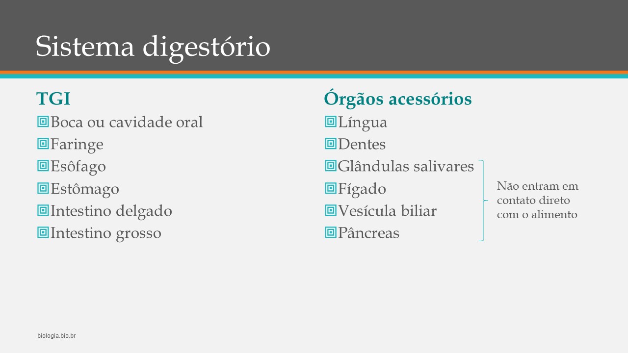 Sistema digestório humano (BRINDE: Colesterol) slide 2