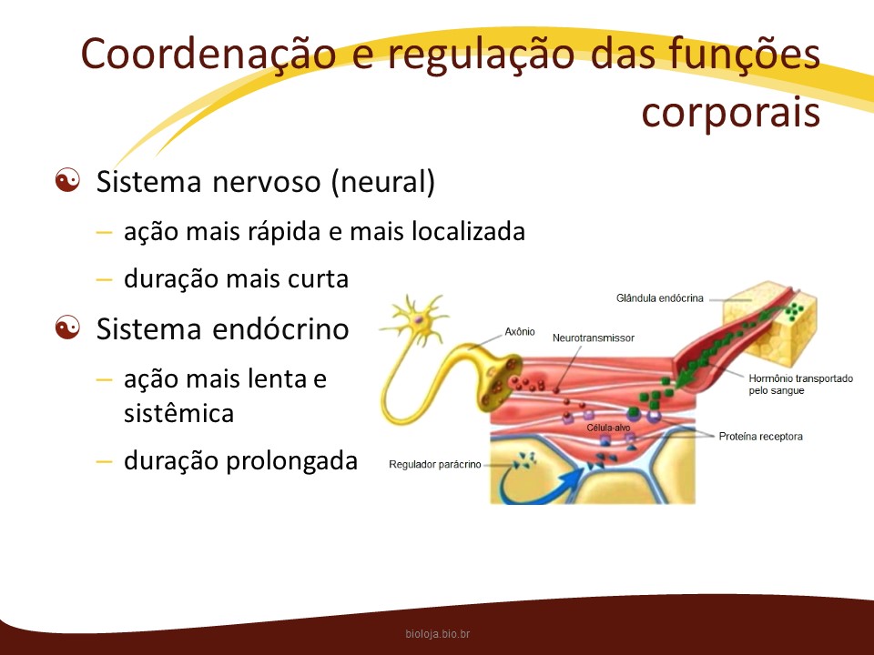 Sistema nervoso slide 2