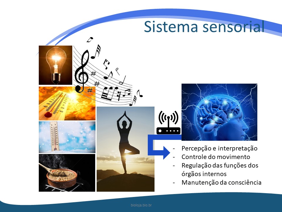 Sistema sensorial slide 2