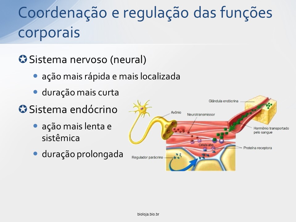 Sistema endócrino slide 2