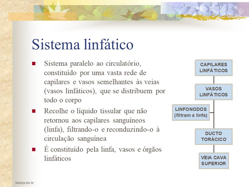 Sistemas linfático e imunitário slide 2