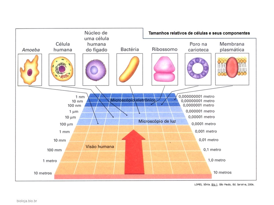 Histologia Humana 1: tecido epitelial slide 2