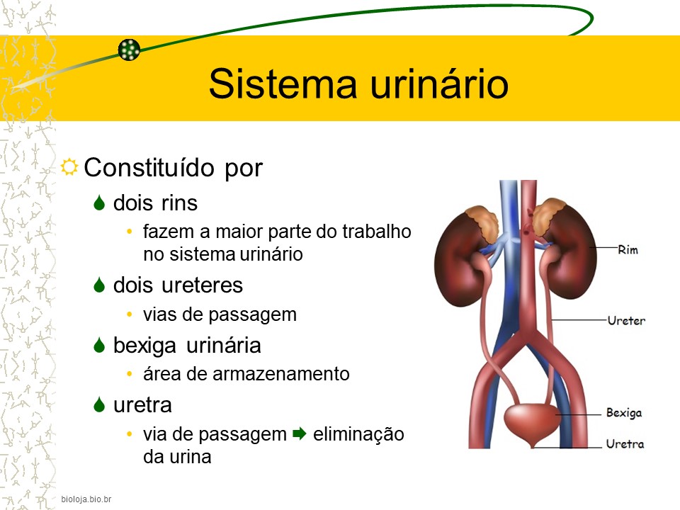 Sistema urinário slide 3