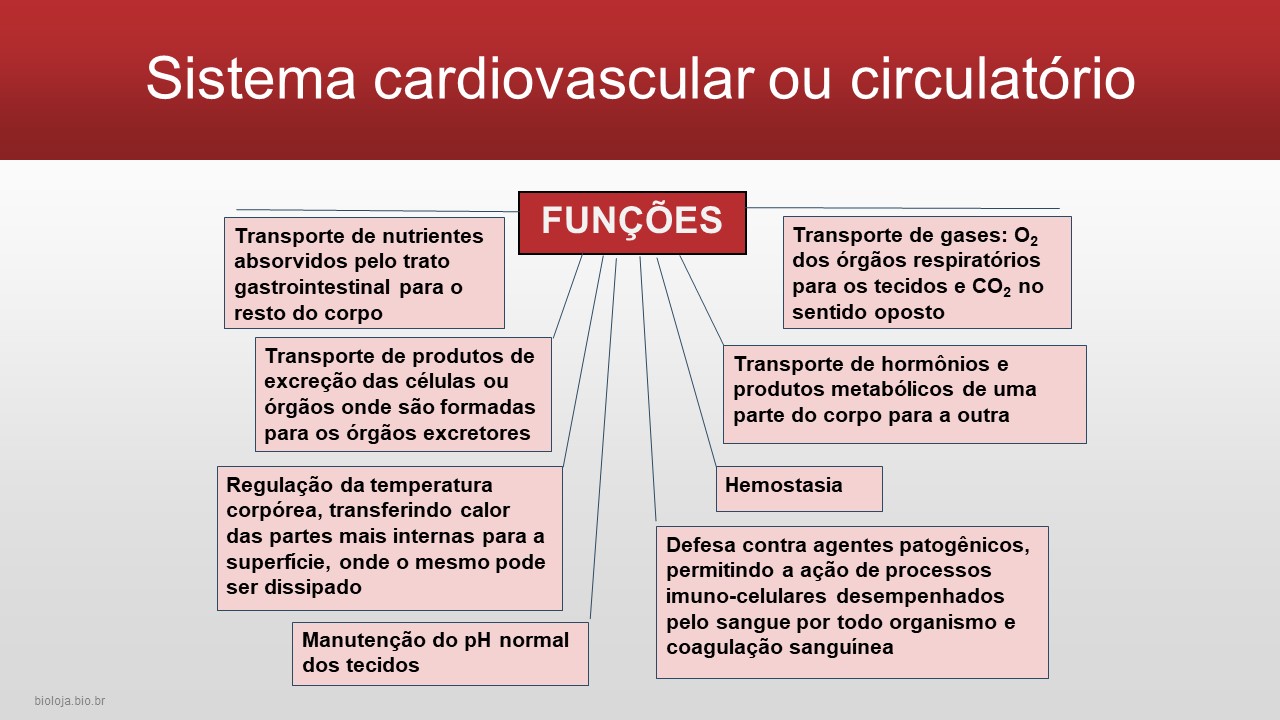 Sistema cardiovascular humano slide 3