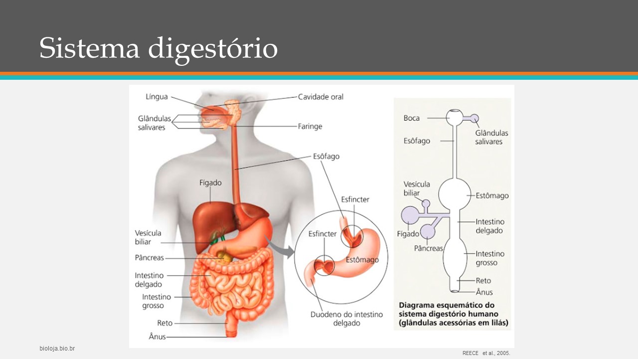 Sistema digestório humano (BRINDE: Colesterol) slide 3
