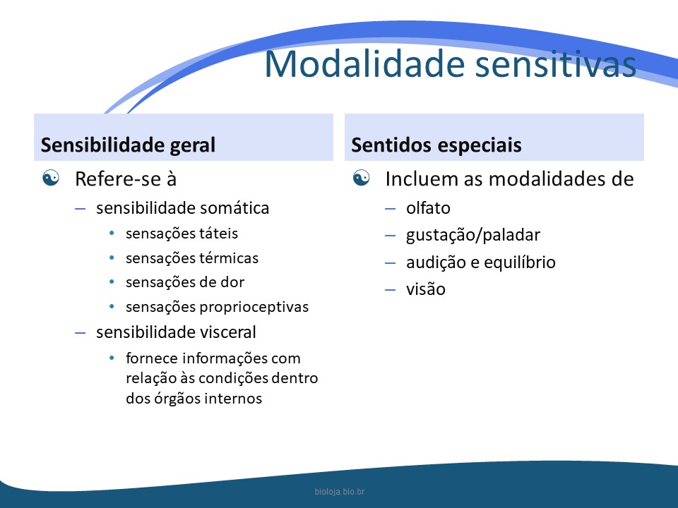 Sistema sensorial slide 3
