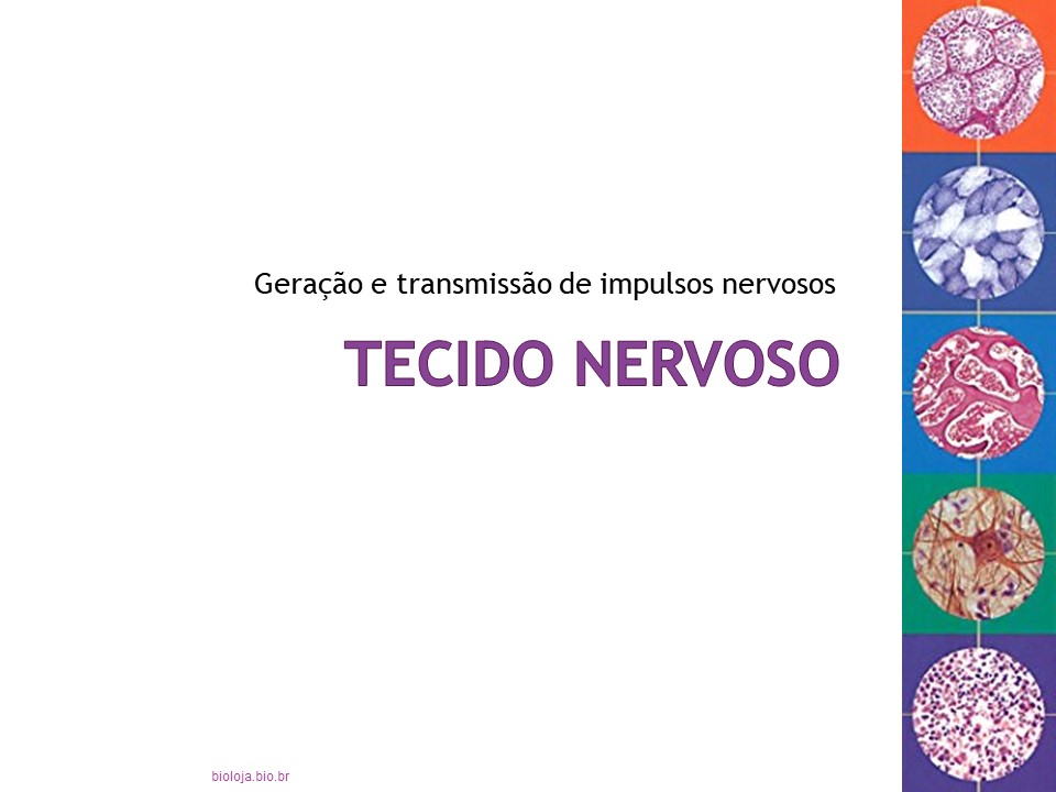 Histologia Humana 4: tecido nervoso slide 3