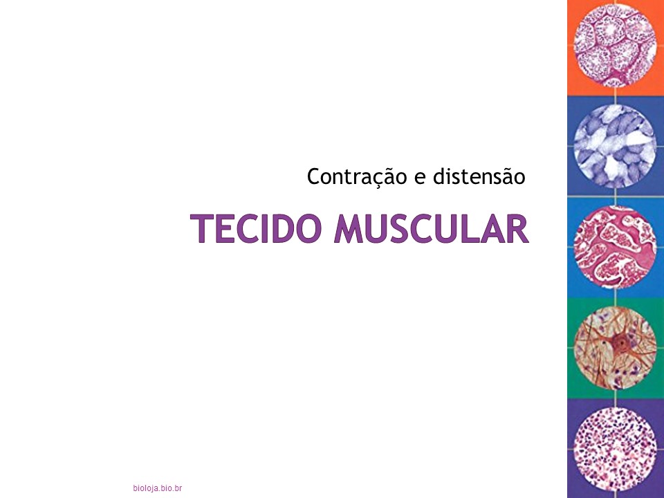 Histologia Humana 3: tecido muscular slide 3