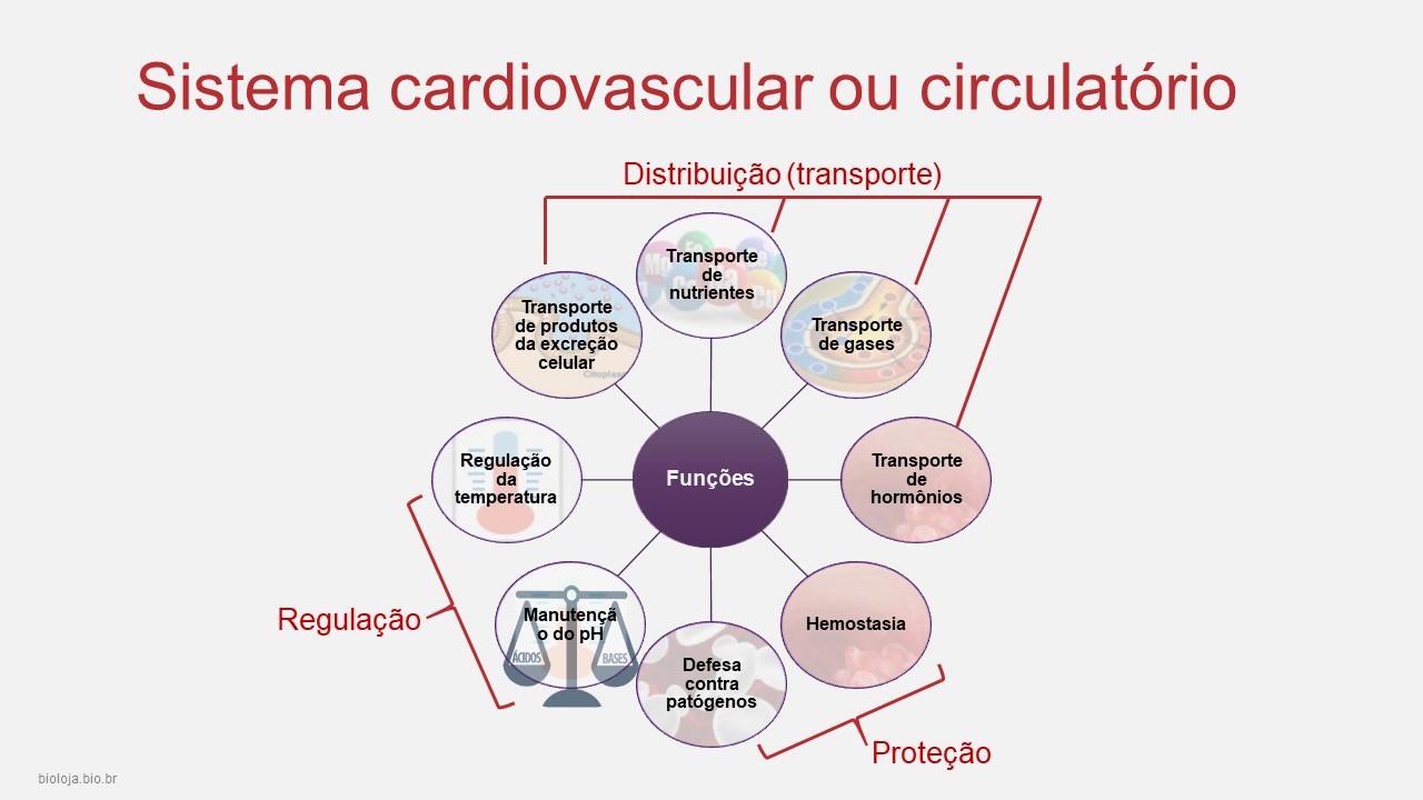 Sistema cardiovascular humano slide 4