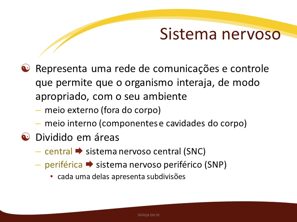 Sistema nervoso slide 4